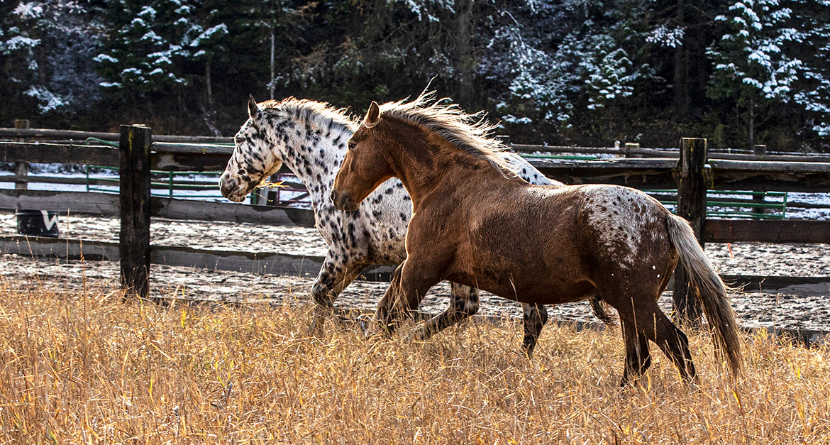 Running Horses - Jean Sweet Photography